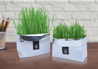 HKM-955283 Soilless Organic Cat Grass