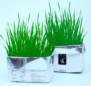 HKM-955283 Soilless Organic Cat Grass