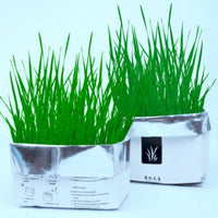 HKM-955283 Soilless Organic Cat Grass