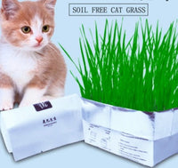 HKM-955283 Soilless Organic Cat Grass