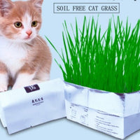 HKM-955283 Soilless Organic Cat Grass