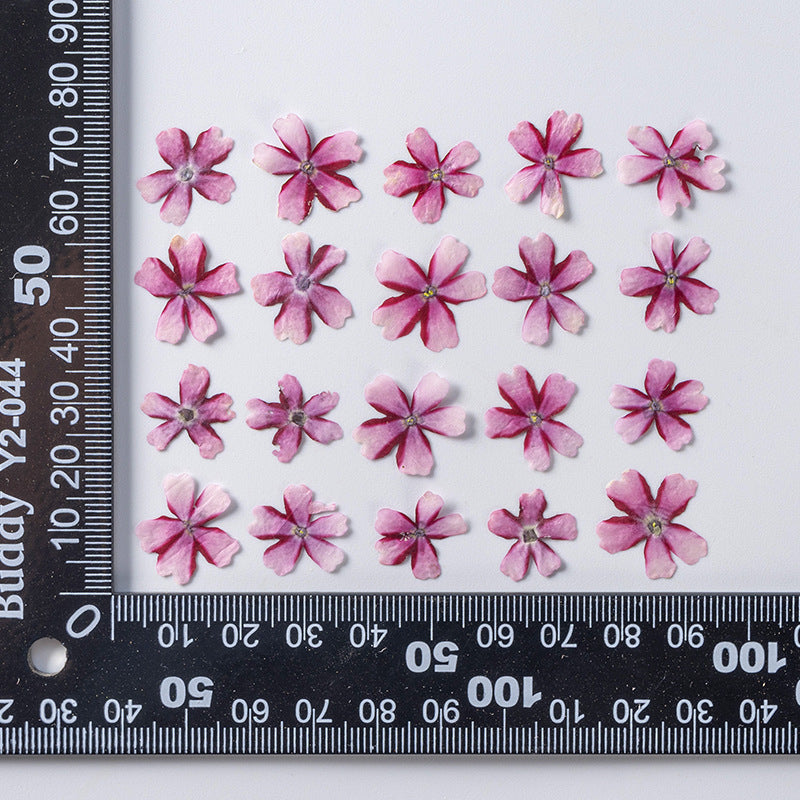 HKM-986067 Dried Flower Bookmark Accessories - Natural Cherry Blossom & Verbena Specimens for Crafting