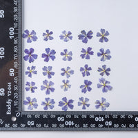 HKM-986067 Dried Flower Bookmark Accessories - Natural Cherry Blossom & Verbena Specimens for Crafting