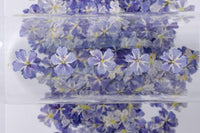 HKM-986067 Dried Flower Bookmark Accessories - Natural Cherry Blossom & Verbena Specimens for Crafting