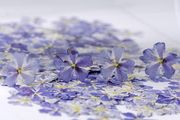HKM-986067 Dried Flower Bookmark Accessories - Natural Cherry Blossom & Verbena Specimens for Crafting