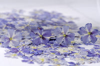 HKM-986067 Dried Flower Bookmark Accessories - Natural Cherry Blossom & Verbena Specimens for Crafting