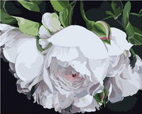 HKM-987219 DIY White Flower Painting - Canvas Painting By Numbers Kit, Unframed, 40x50 cm, Includes Paints and Brushes